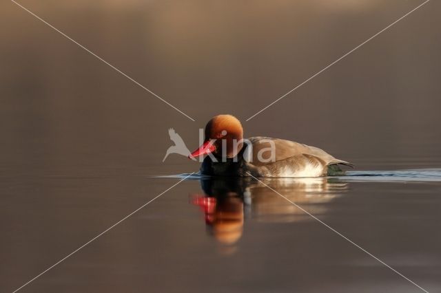 Red-crested Pochard (Netta rufina)