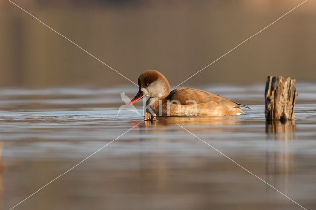 Red-crested Pochard (Netta rufina)