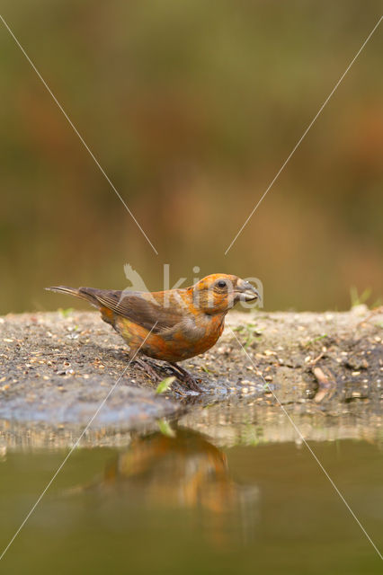 Red Crossbill (Loxia curvirostra)