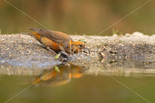 Red Crossbill (Loxia curvirostra)