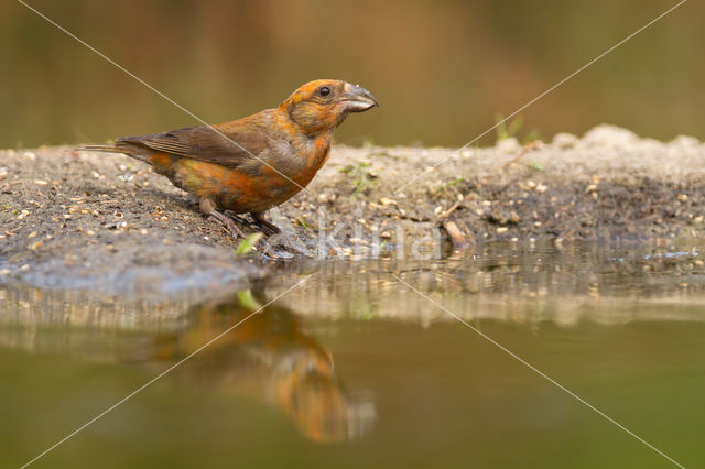 Red Crossbill (Loxia curvirostra)