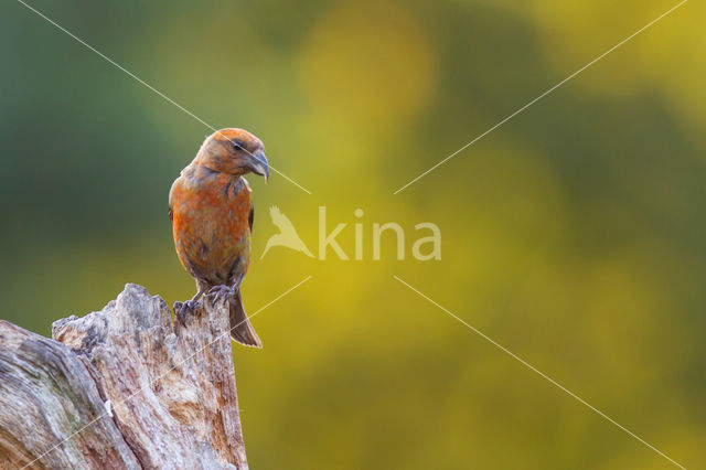 Red Crossbill (Loxia curvirostra)