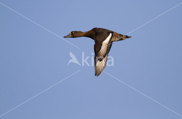 Tufted Duck (Aythya fuligula)