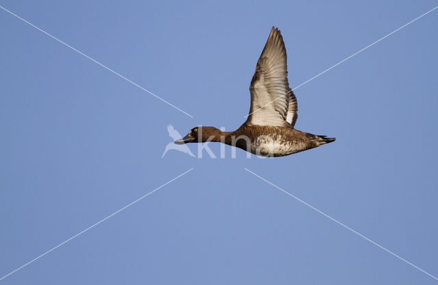 Tufted Duck (Aythya fuligula)