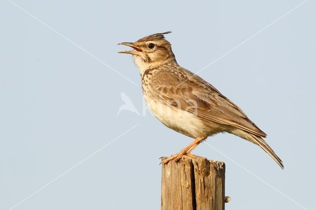 Crested Lark (Galerida cristata)