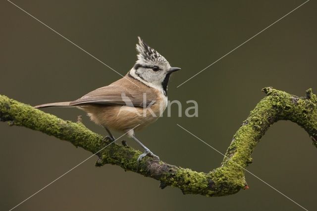 Crested Tit (Parus cristatus)