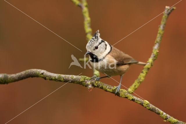 Crested Tit (Parus cristatus)