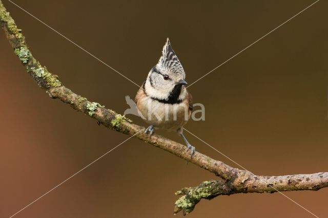 Crested Tit (Parus cristatus)
