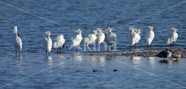 Lepelaar (Platalea leucorodia)