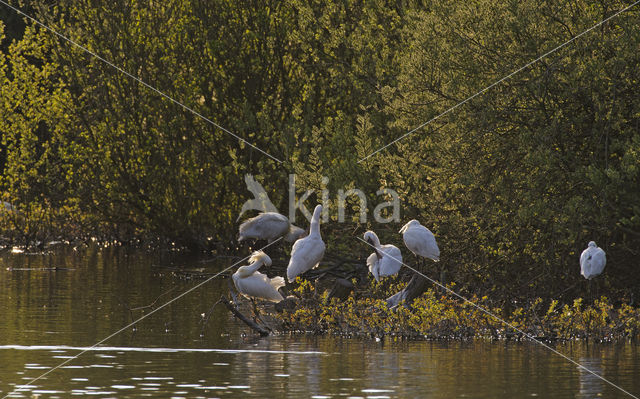 Lepelaar (Platalea leucorodia)