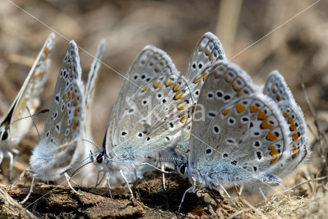 Lysandra bellargus