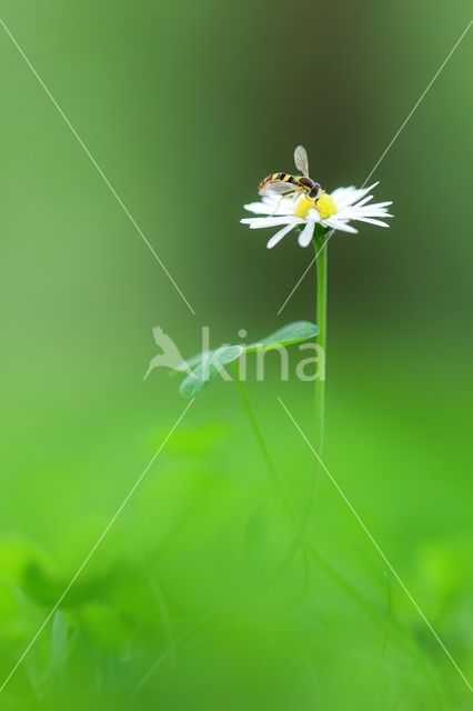 Daisy (Bellis perennis)