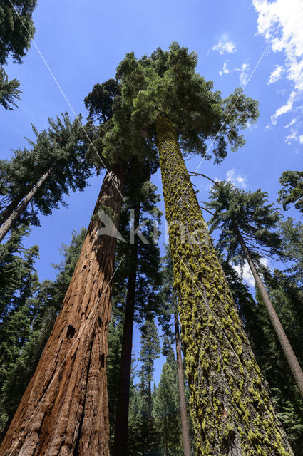 Giant Sequoia