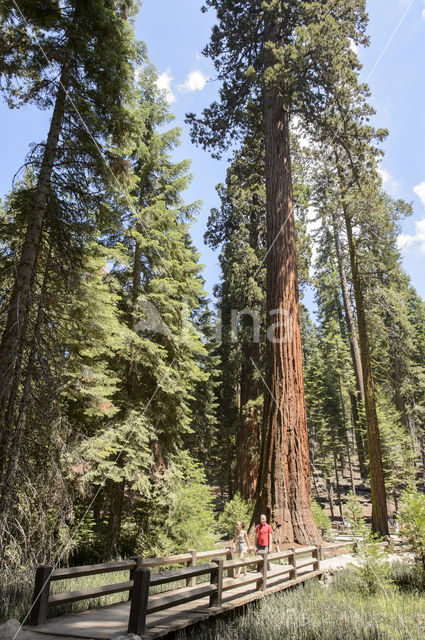 Giant Sequoia