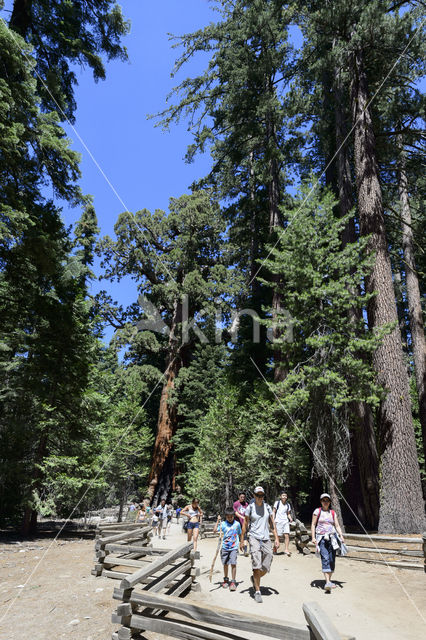 Giant Sequoia