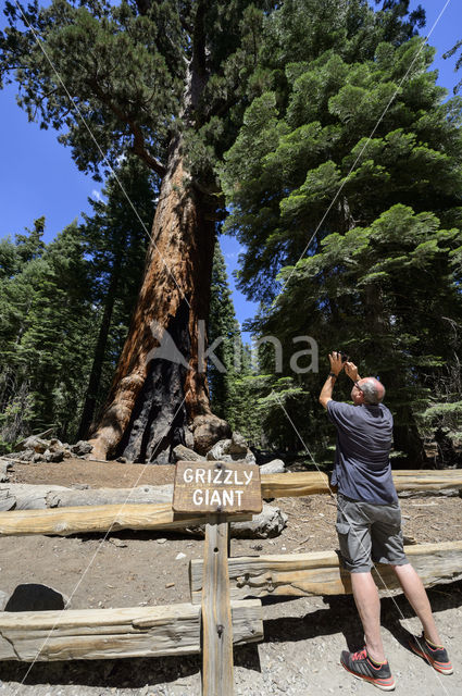 Giant Sequoia