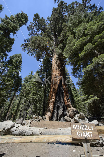 Giant Sequoia