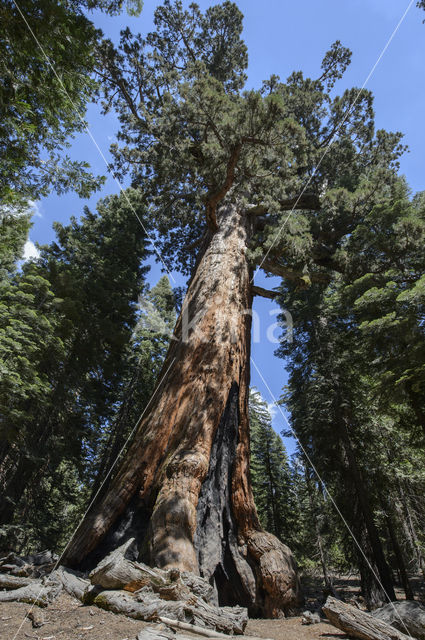 Giant Sequoia