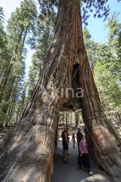 Giant Sequoia