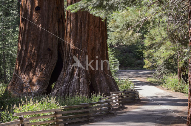 Giant Sequoia