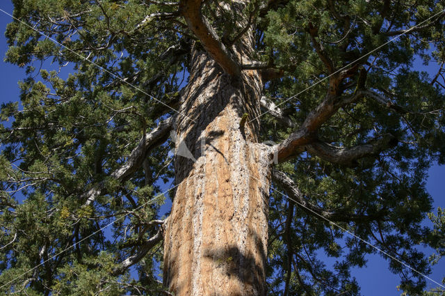 Giant Sequoia