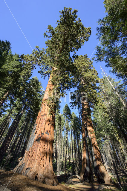 Giant Sequoia