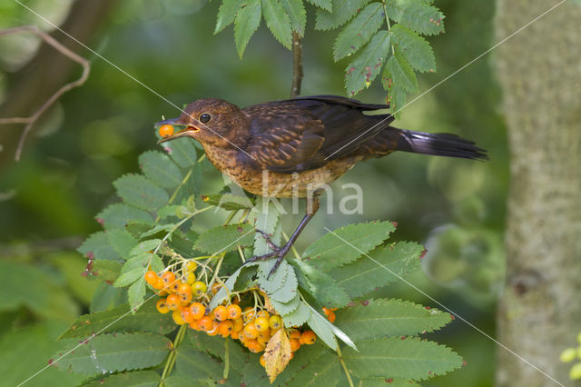 Merel (Turdus merula)