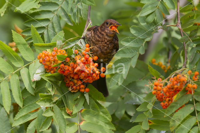 Eurasian Blackbird (Turdus merula)