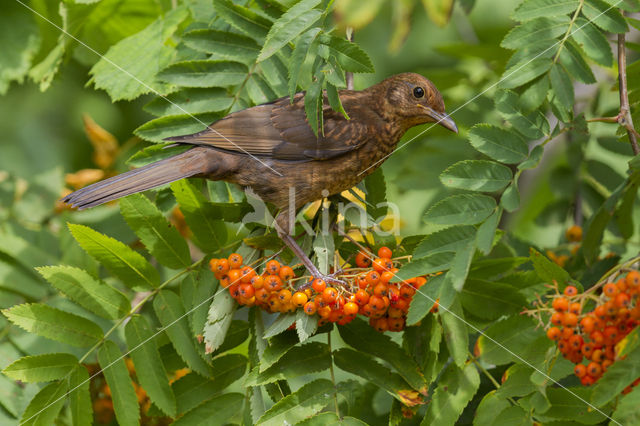 Merel (Turdus merula)