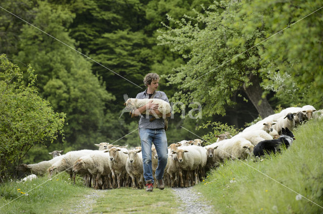 Mergellandschaap (Ovis domesticus)