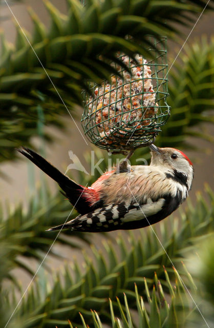 Middelste Bonte Specht (Dendrocopos medius)