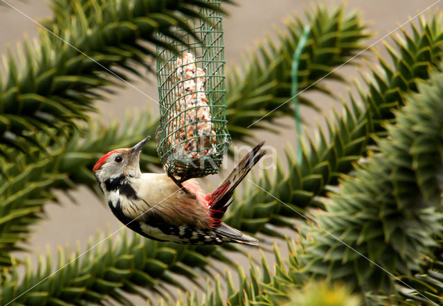 Middelste Bonte Specht (Dendrocopos medius)