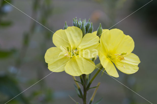 Middelste teunisbloem (Oenothera biennis)