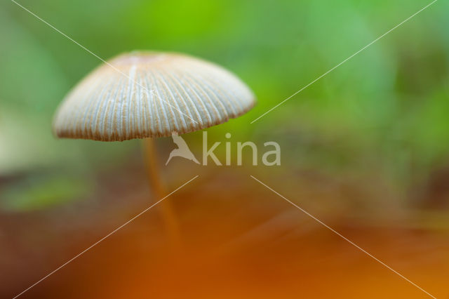 bonnet (Mycena spec.)