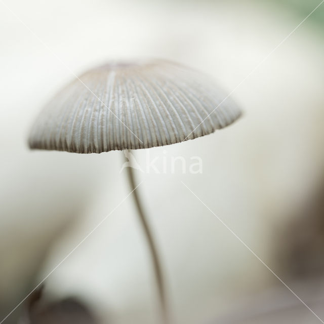 bonnet (Mycena spec.)