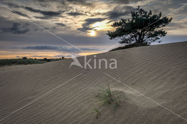 National Park Drents-Friese Wold