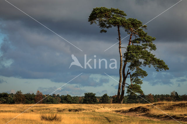 National Park Drents-Friese Wold