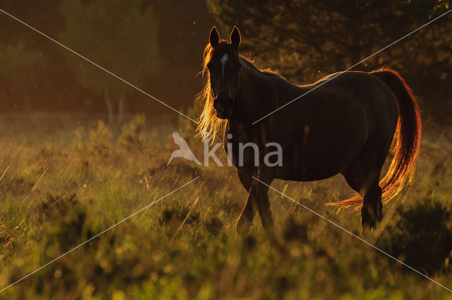 New Forest pony (Equus spp.)