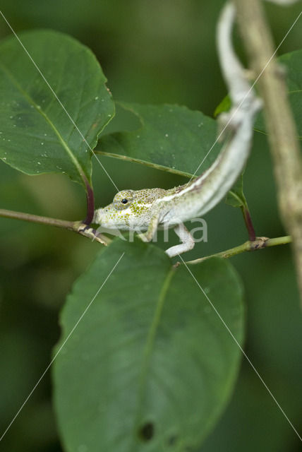 Nose-horned Chameleon (Calumma nasutum)