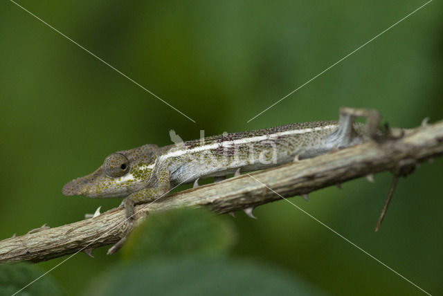 Nose-horned Chameleon (Calumma nasutum)