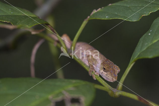 Nose-horned Chameleon (Calumma nasutum)
