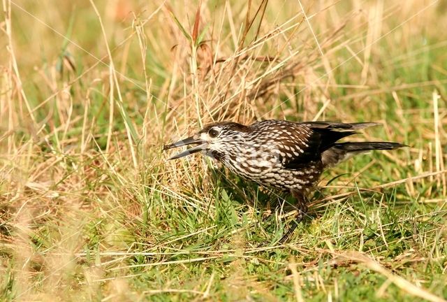 Eurasian Nutcracker (Nucifraga caryocatactes)