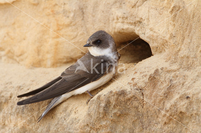 Bank Swallow (Riparia riparia)