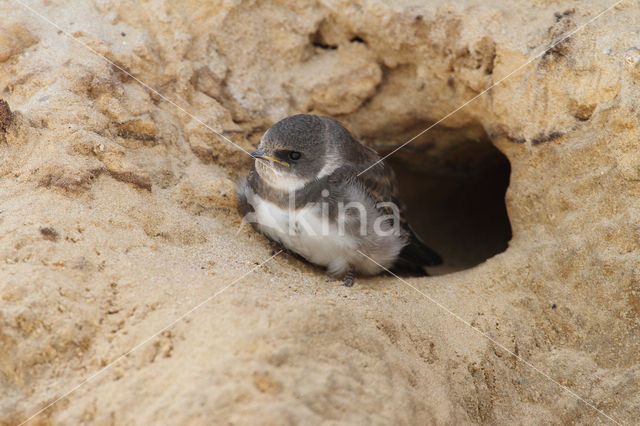 Bank Swallow (Riparia riparia)