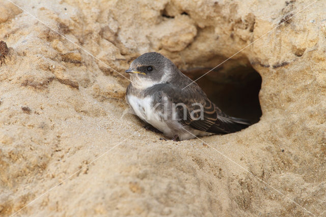 Bank Swallow (Riparia riparia)