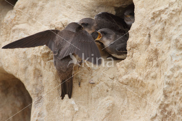 Bank Swallow (Riparia riparia)