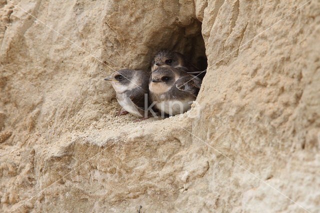 Bank Swallow (Riparia riparia)