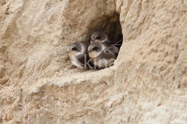 Bank Swallow (Riparia riparia)