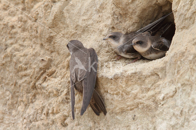 Bank Swallow (Riparia riparia)