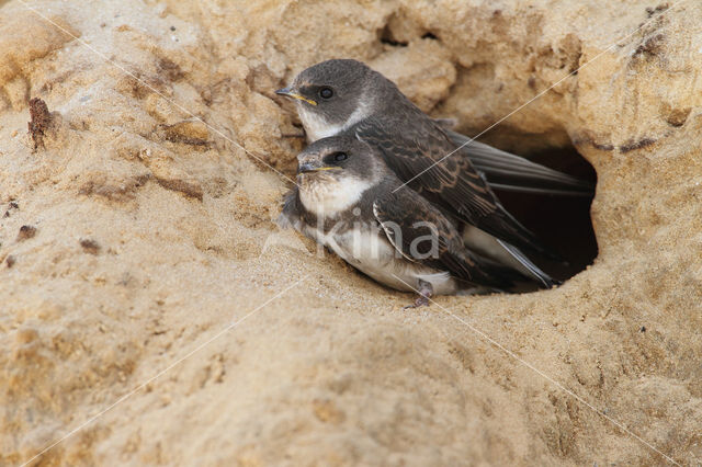 Bank Swallow (Riparia riparia)